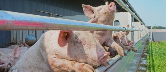 eleveurs-de-porcs-ou-de-volailles-reduction-des-emissions-polluantes