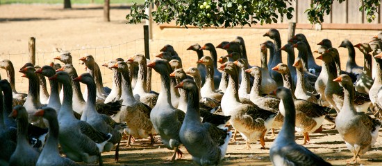aviculteurs-derogation-pour-les-elevages-de-volailles-sous-label-rouge-et-sous-igp