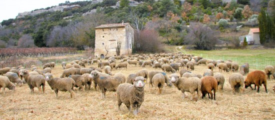elevages-bovin-et-ovin-fin-des-aides-complementaires