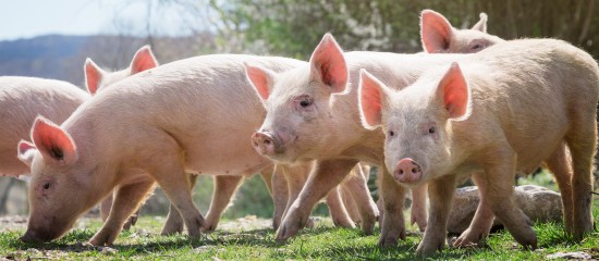 eleveurs-de-porcs-prevention-de-la-peste-porcine-africaine-4