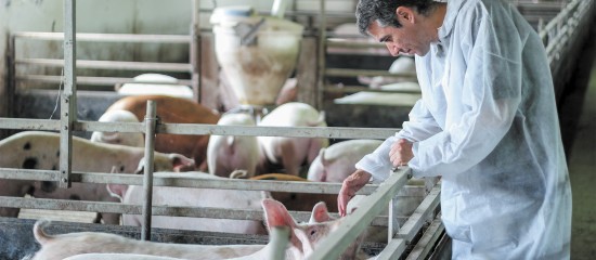 eleveurs-de-porcs-mesures-de-prevention-de-la-peste-porcine-africaine