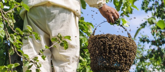 apiculteurs-aide-au-renouvellement-du-cheptel