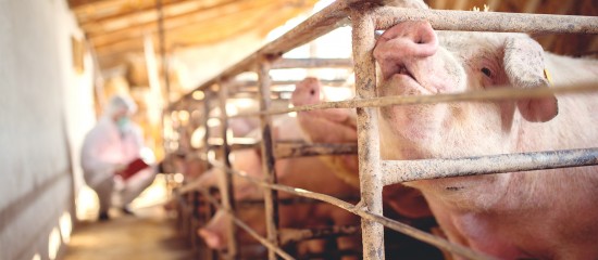 eleveurs-de-porcs-prevention-de-la-peste-porcine-africaine-3