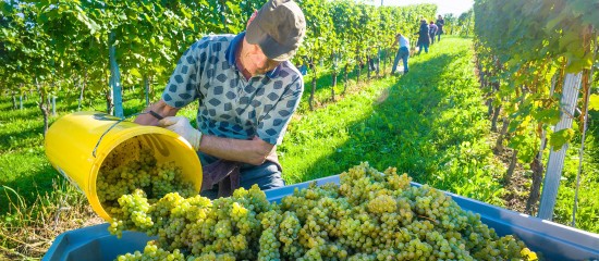 viticulteurs-declarez-votre-production
