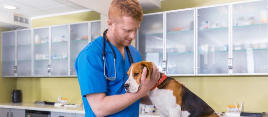 veterinaires-anticiper-les-ruptures-de-medicaments