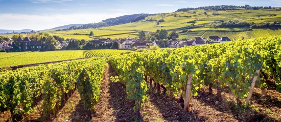 viticulteurs-renonciation-du-bailleur-a-l-accession-des-plantations