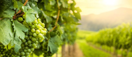 viticulteurs-le-prix-des-vignes-en-2019