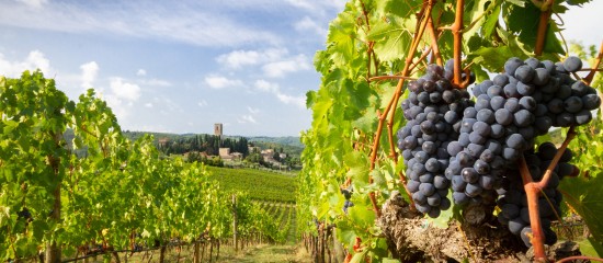 viticulture-renforcement-du-plan-de-soutien