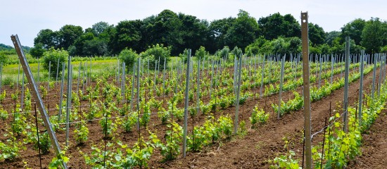 viticulteurs-report-de-la-date-limite-de-conversion-des-droits-de-plantation