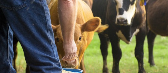 eleveurs-de-bovins-aides-aux-veaux-sous-la-mere-et-aux-veaux-bio-2020