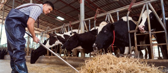 eleveurs-de-bovins-une-aide-financiere-pour-la-filiere