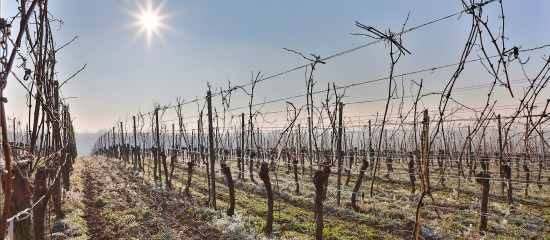 viticulteurs-arboriculteurs-cerealiers-des-mesures-de-soutien-pour-les-victimes-du-gel