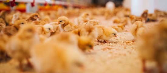 aviculteurs-abaissement-du-niveau-de-risque-de-grippe-aviaire