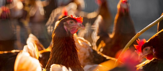 aviculteurs-indemnisation-des-pertes-dues-a-la-grippe-aviaire