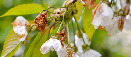 arboriculteurs-une-avance-sur-l-aide-calamites-agricoles-pour-les-victimes-du-gel