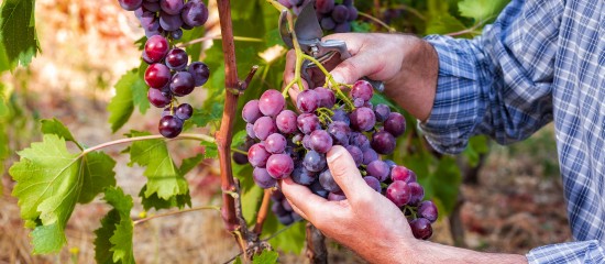 viticulteurs-une-exoneration-de-cotisations-sociales-specifique