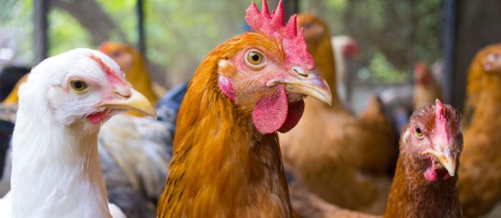 aviculteurs-campagne-de-surveillance-de-l-influenza-aviaire