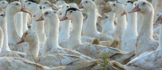 aviculteurs-reapparition-du-risque-de-grippe-aviaire-en-france