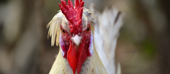 aviculteurs-nouvelles-mesures-de-biosecurite-contre-la-grippe-aviaire