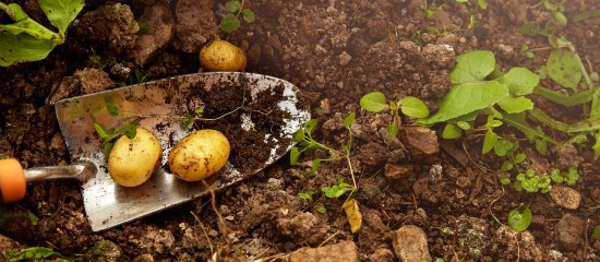toutes-cultures-quelles-sont-les-cultures-non-attractives-pour-les-pollinisateurs