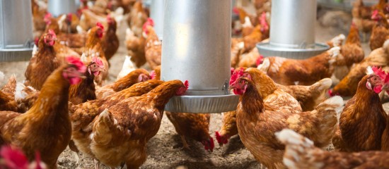 aviculteurs-le-risque-de-grippe-aviaire-redevient-modere