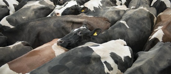 eleveurs-de-bovins-une-feuille-de-route-pour-eradiquer-la-brucellose