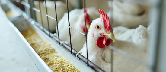 aviculteurs-le-risque-de-grippe-aviaire-redevient-eleve-1