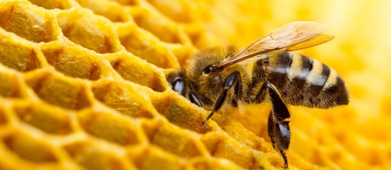 apiculteurs-plus-que-quelques-jours-pour-declarer-vos-ruches
