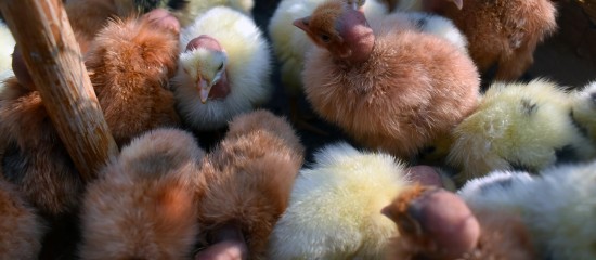 aviculteurs-versement-d-une-seconde-avance-aux-eleveurs-touches-par-la-grippe-aviaire